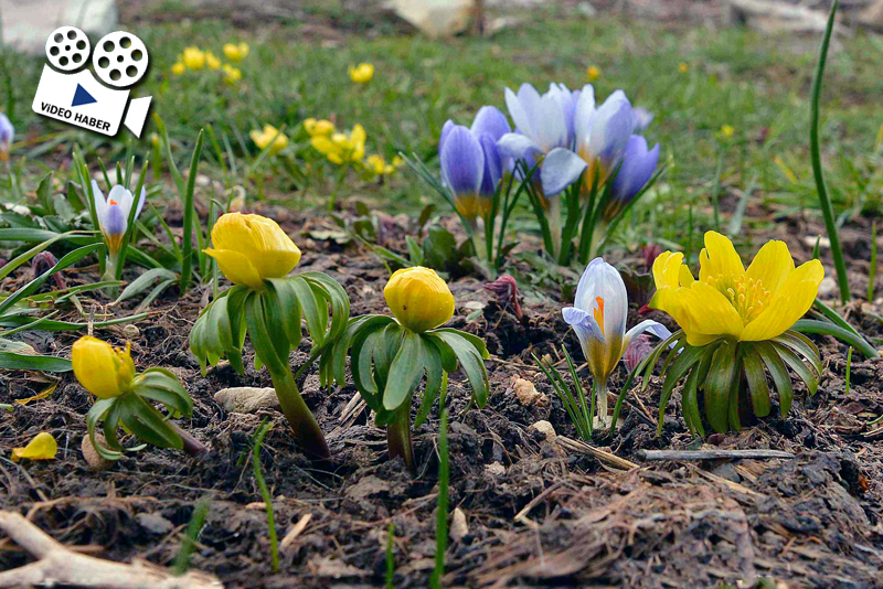 Erzincan bitki zengini