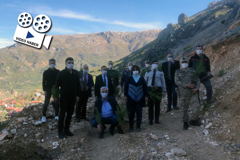 Kemaliye'de ağaç şenliği düzenlendi