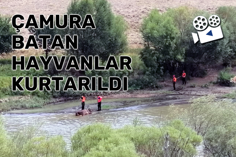 Erzincan'da çamura batan hayvanlar kurtarıldı