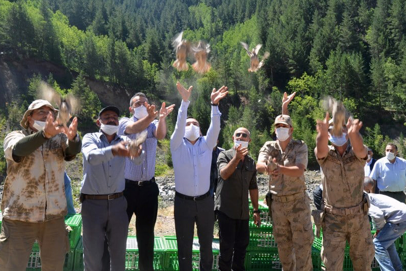 Refahiye'de doğaya bin adet keklik salındı