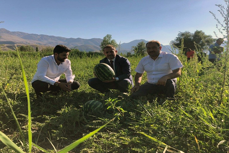 Erzincan'da karpuz hasadı başladı